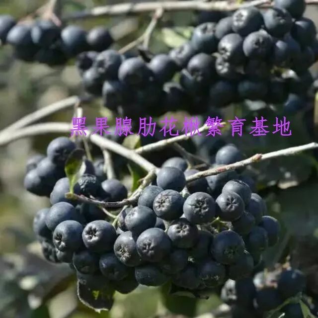 神秘果  黑果花楸果鲜果(不老莓/野樱莓/aronia )鲜果